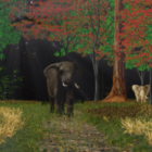 Elephant In The Forest