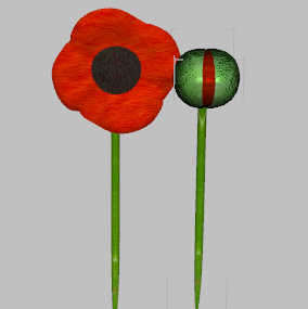 Flanders Poppy Flower 3d model