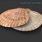 Realistic Sea Shell