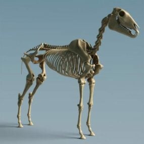 דגם תלת מימד של עצם סוס שלד