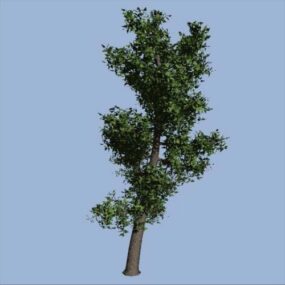 Dwarf Coconut Tree 3d model