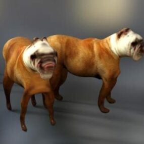 Two Bulldog Animal 3d model