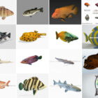 Top 27 modeli ryb 3D ostatnie 2022