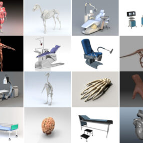 33 Model Anatomi 3D Teratas Paling Popular 2022