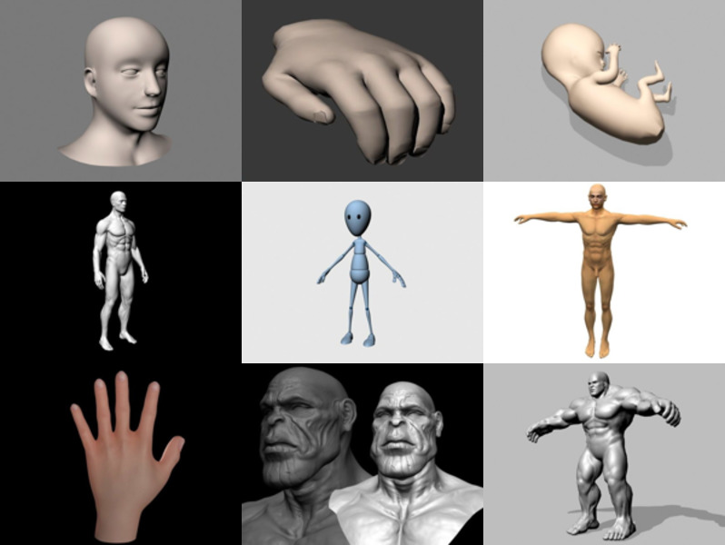 Top 12 Human Body 3D Models Newest 2022