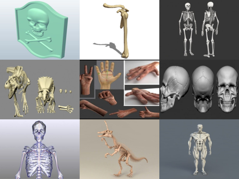 Top 9 Bones 3D Models Most Recent 2022 - Open3dModel