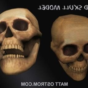 3d модель реалистичного человеческого черепа