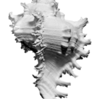 Animal Figurine Sea Shell
