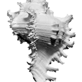 Dierenbeeldje Zeeschelp 3D-model