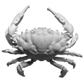 Skanowanie modelu 3D zwierzęcia kraba rafowego