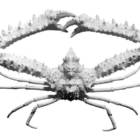 Animal Figurine Elbow Crab