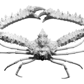 Scan van rifkrabdier 3D-model