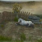 Horse Laying On Land