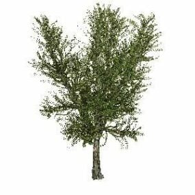 Model 3d Tanaman Beriklim Pohon Alder