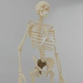 نموذج تشريح الهيكل العظمي للإنسان العاقل ثلاثي الأبعاد