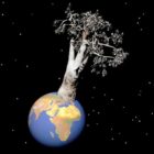 Baobab-Baum mit Erde
