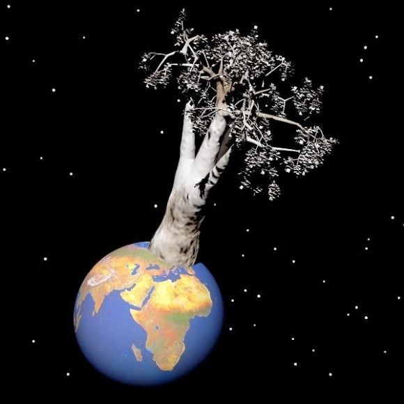 Baobab Tree With Earth