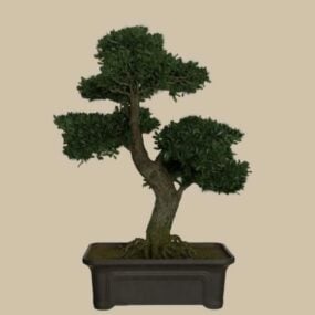 Japanese Bonsai Tree 3d model