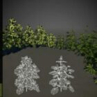 Christmas Tree Cannabis