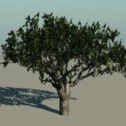 Хлопковое дерево Широколиственное дерево