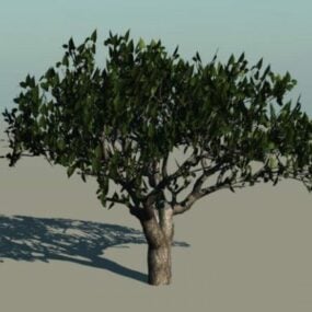 Modelo 3d de árvore de folha larga de árvore de algodão