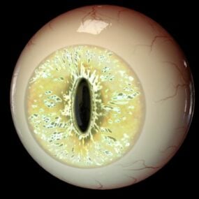 解剖学学习的眼球3d模型