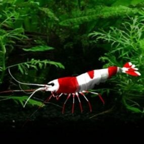 Red Shrimp Sea Animal 3d model