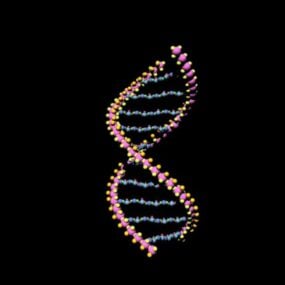 Science des molécules d'ADN modèle 3D