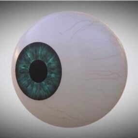 Menselijke oogbol anatomie 3D-model