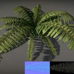 Farnpflanze 3D-Modell