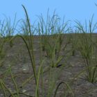 Grass Plant On Land