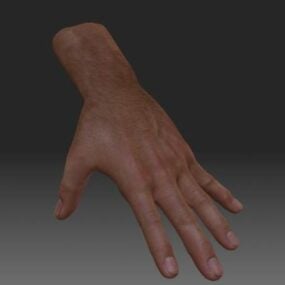 Realistisk Hand 3d-modell