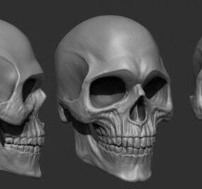 Cráneo humano con dientes modelo 3d