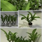 Indoor Small Pot Plant Set