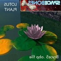 Lotus Plant Flower 3d model
