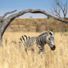 Zebra Animal In African Grass Field