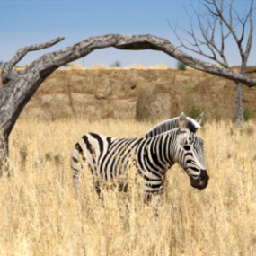 مدل سه بعدی حیوان گورخر در زمین چمن آفریقایی