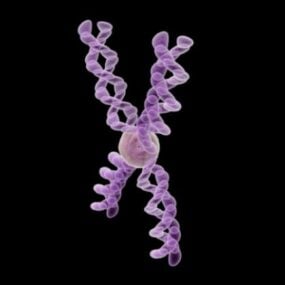 Modello 3d del cromosoma microcellulare scientifico
