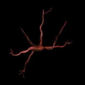 Menselijk neuron 3D-model