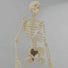 解剖学的人間の骨格