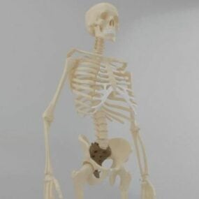 نموذج الهيكل العظمي البشري التشريحي ثلاثي الأبعاد