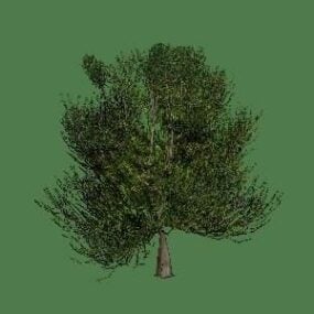 Chêne à feuilles larges modèle 3D