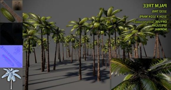 Coconut Palm Tree Forest