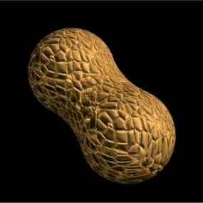 مدل سه بعدی دانه بادام زمینی