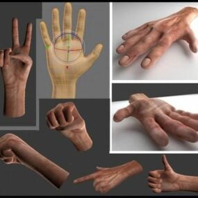 Rigged مدل 3 بعدی آناتومی دست انسان