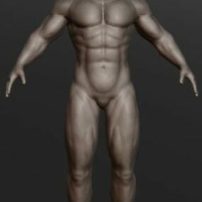 Corps masculin humain modèle 3D