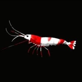 3д модель креветки-животного