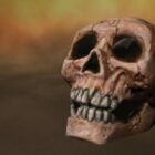 Crâne humain avec dents