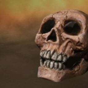 有牙齿的人类头骨 3d模型