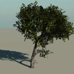 America Elm Tree 3d model
